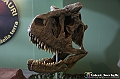 VBS_0880 - Dinosauri. Terra dei giganti
